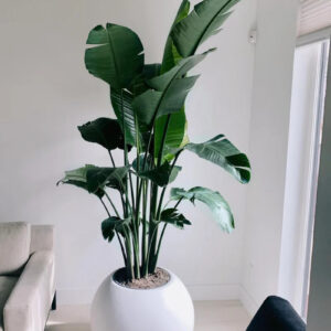 Bird of Paradise