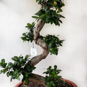 Bonsai Ficus Ginseng