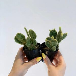 Bunny Ear Cactus