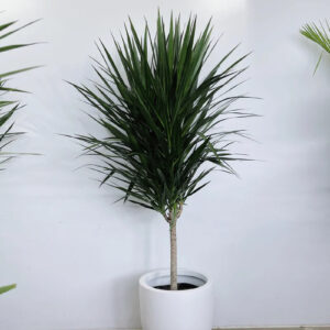 Dracaena Tarzan