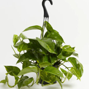 Epipremnum Aureum “Golden Pothos”