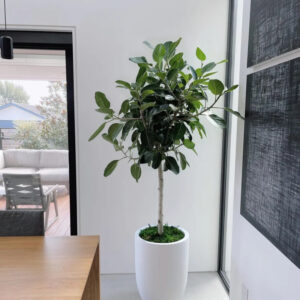 Ficus benghalensis 'Ficus Audrey'